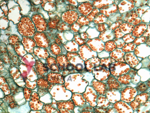 Prepared Microscope Slide - Buxus - Lower Epidermis with Stomata W.M.